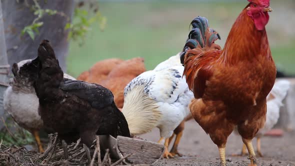 Hens Feeding on Traditional Rural Barnyard alt