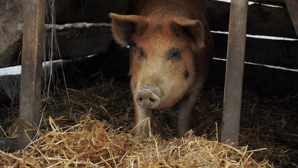 Vietnamese Brown Pig on the Farm in Open Range Aviary Looks at the Camera alt