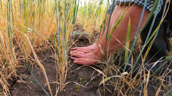 Male Farmer Touching Dry Ground Around Stalks of Wheat at Meadow alt