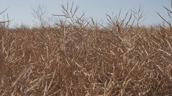 Ripe Rapeseed In The Field On A Background Of The Sky alt
