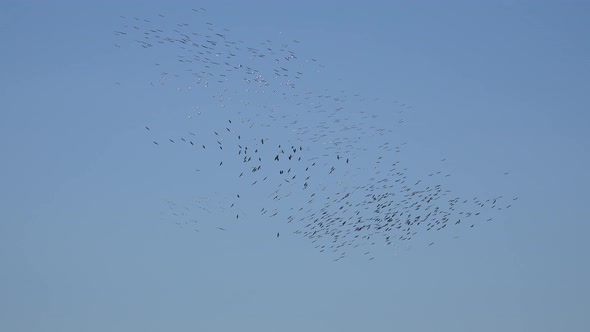 Crowded Flocks of Birds Migrate by Rising and Turning With Thermal Air Currents alt