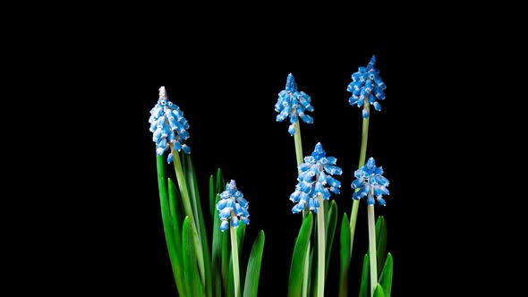 Blue Grape Hyacinth Muscari Flowers Blooming in Time Lapse.  Tender Flowers Open Blossoms alt