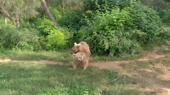 Aerial Wild Bears Mating in Natural Habitat Forest alt