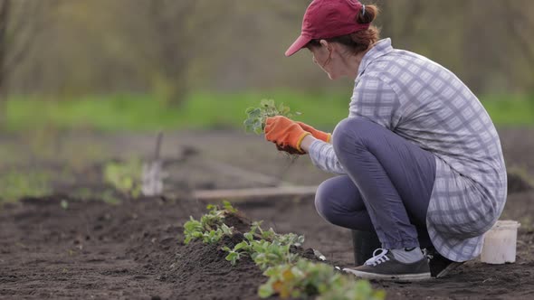 Female Gardener Planting Strawberry Sapling