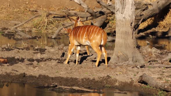 Young Nyala bulls play fighting at the water edge of a lake in South Africa alt