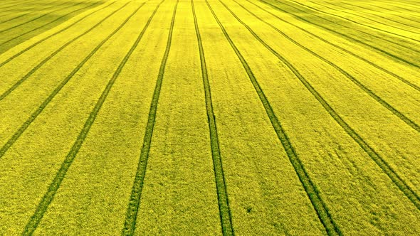Field of rapeseed in Poland countryside. Aerial view of agriculture. alt