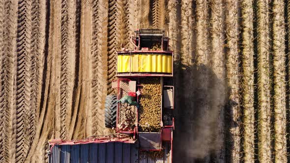 Harvesting Potatoes By a Combine Harvester. alt