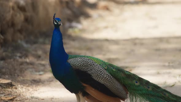 Peacock against the blurred background