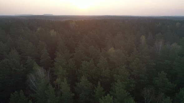 Flying Over the Forest alt