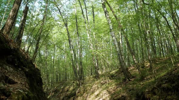 Nature Trail In Forest alt