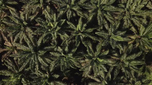 Drone footage of a palm oil plantation on Costa Rica's west coast. High angle rotating view alt