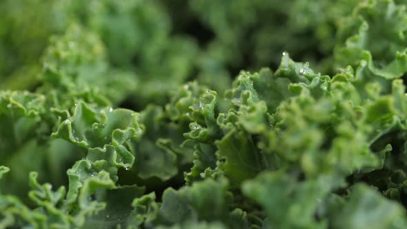 Kale Close Up Being Sprayed With Water Spinning 02
