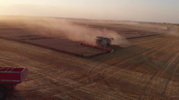 Harvesting wheat during summer sunset from the fields. Aerial drone view.