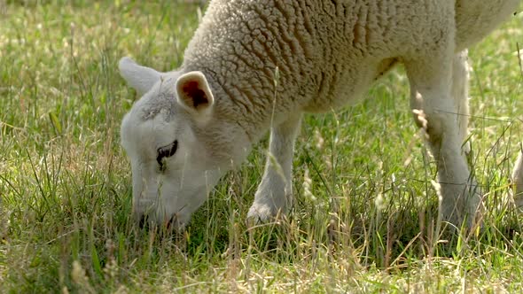 Lamb eats grass slow-motion