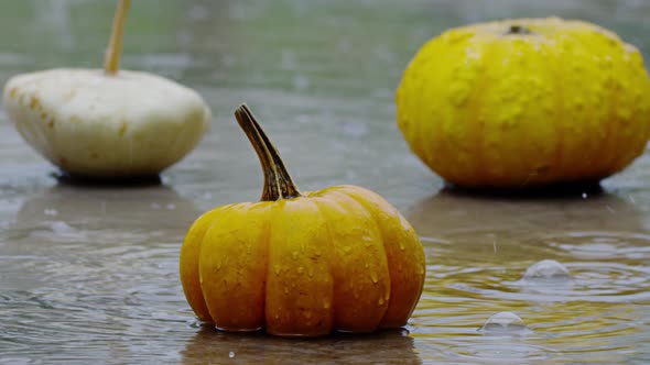 Pumpkin Under Rain alt