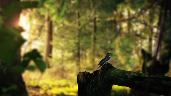 Swallow bird in forest.