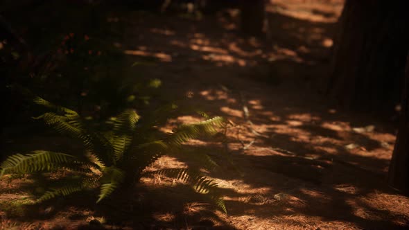 Early Morning Sunlight in the Sequoias of Mariposa Grove alt