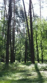 Vertical Video of a Forest with Trees alt