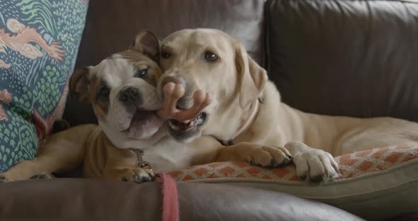 Bulldog puppy and Golden Retriever playing with each other alt