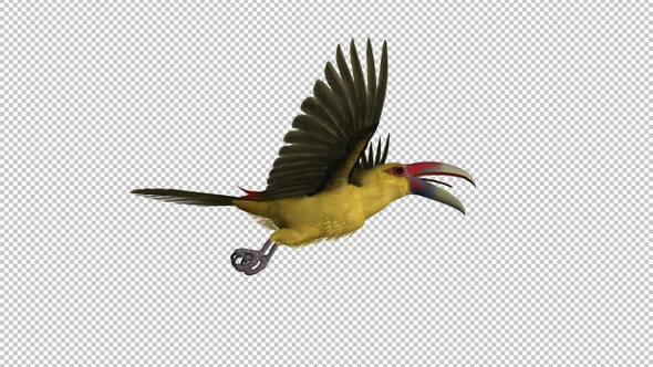 Toucan Bird - III - Saffron Aracari - Flying Loop - Side View