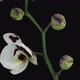Time-lapse of opening Phalaenopsis spotted Imgur orchid - VideoHive Item for Sale