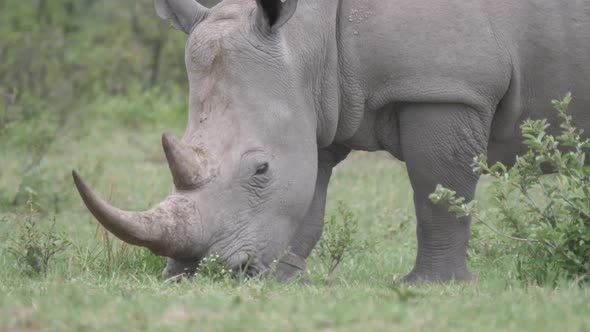 Close up from a rhino grazing at Khama Rhino Sanctuary alt