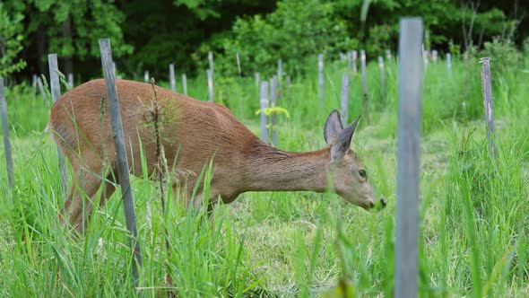 Roe deer in grass, Capreolus capreolus. Wild roe deer in nature. alt