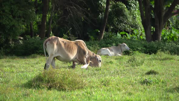 Cow grazing grass with cattle egret  alt