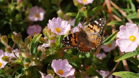 A painted lady butterfly with colorful wings feeding on nectar and collecting pollen on pink wild fl alt
