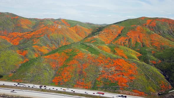 Aerial fly over of the super bloom of golden poppies by Lake Elsinore California and Walker Canyon b alt