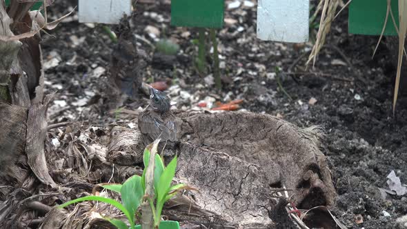 A baby bird getting fed by its mother.