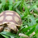 Turtles In The Farm - VideoHive Item for Sale