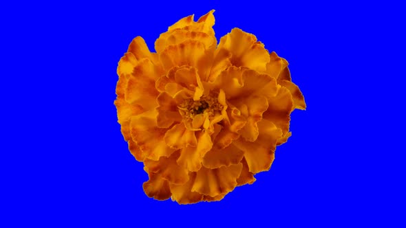 Yellow Marigold Flower Seamless Rotating - (Tagetes Erecta) With Alpha Channel