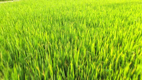 Aerial view drone flying over of agriculture in paddy rice fields for cultivation.