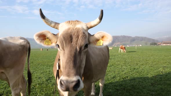 A cow is looking into the camera on a field in Switzerland while autumn. alt