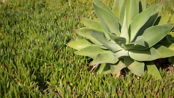Agave Leaves Succulent Gardening in California USA alt