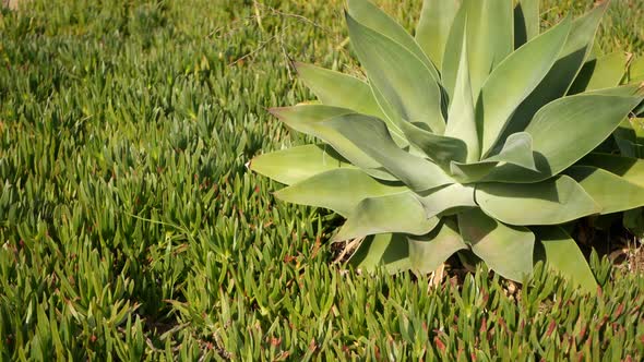 Agave Leaves Succulent Gardening in California USA