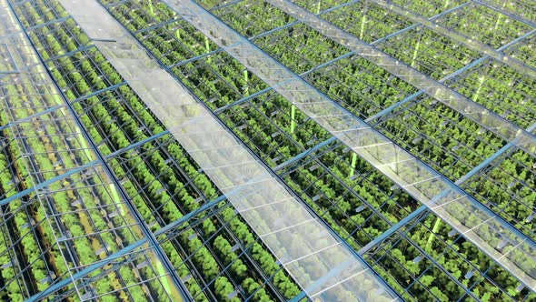 Green Plants Growing in Glasshouse. Farming, Agricultural Industry, Agriculture Concept. alt