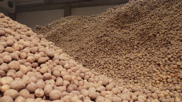 Potatoes Storage in Warehouse . Potato Raw Materials for Food Industry. Potato Harvest. Potato alt