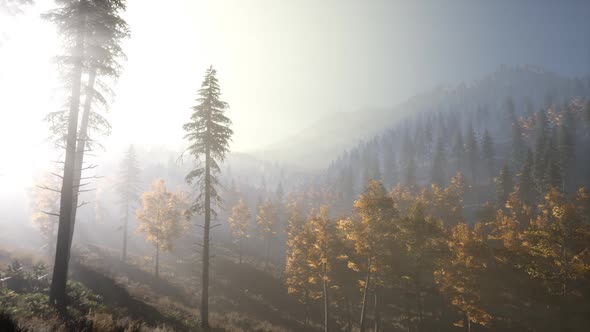 Calm Moody Forest in Misty Fog in the Morning alt