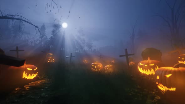 Halloween pumpkin field looped 4K