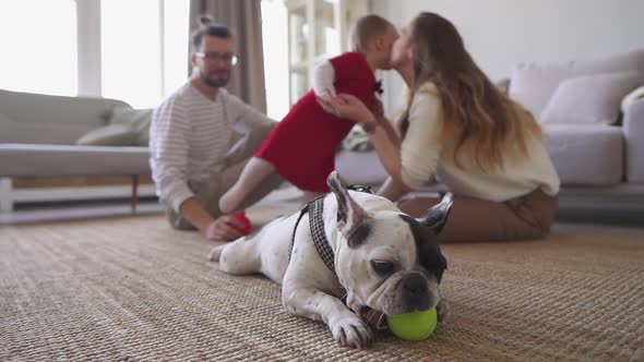 French Bulldog Chewing a Ball While Joyfull Parents Having Fun with Daughter
