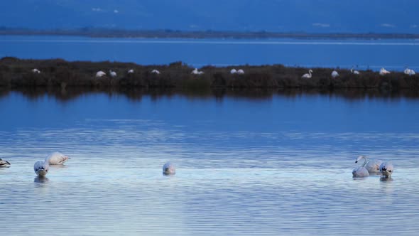 Flamingos in a lake  alt