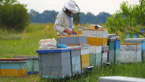 Beekeeper works with honeycomb full of bees outdoors at sunny day. alt