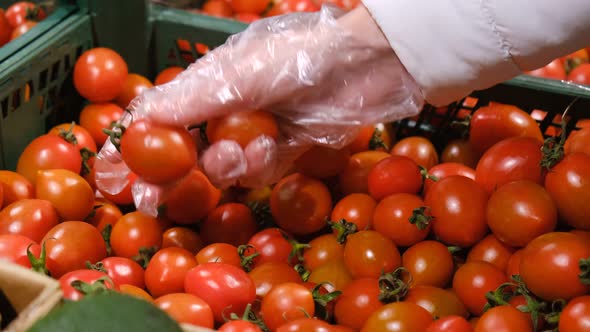 Woman's Hand Chooses Yellow Tomatoes From a Box in the Market alt