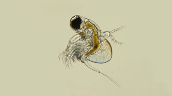 Zooplankton Under a Microscope, the Predatory Water Flea Polyphemus Pediculus alt