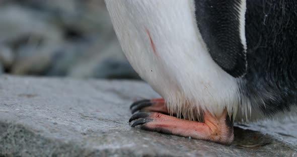 CU Feet of Gentoo Penguin (Pygoscelis papua) chick standing on rock / Cuverville Island, Antarctica