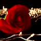 Roses on a Black Background - VideoHive Item for Sale