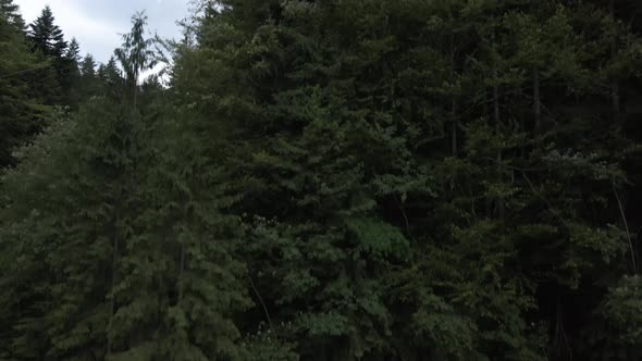 Flying up from inside forest to reveal hills and valleys covered in pine forest on a cloudy day alt