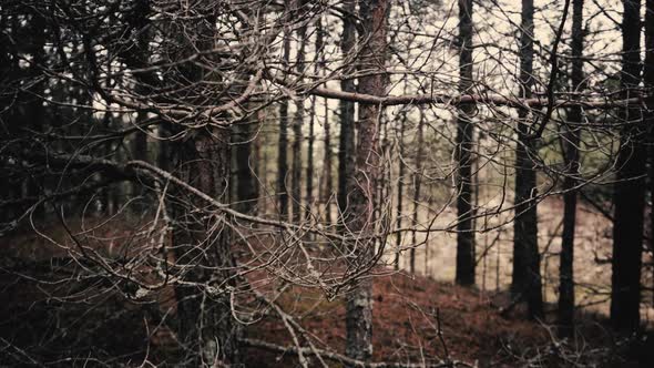 Mystical Trees in a Pine Forest alt